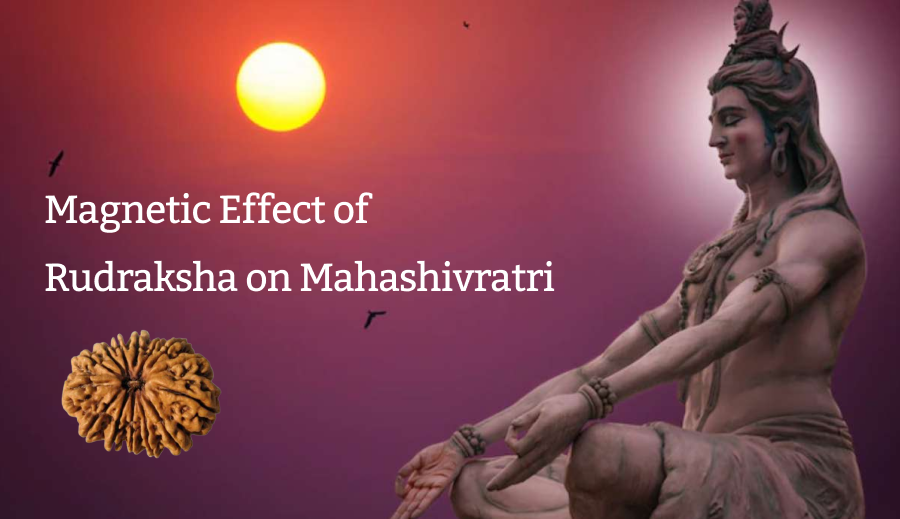 Magnetic Effect of Rudraksha on Mahashivratri 2019