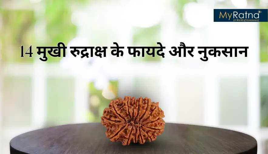 14 मुखी रुद्राक्ष के फायदे और नुकसान | 14 Mukhi Rudraksha Benefits in Hindi