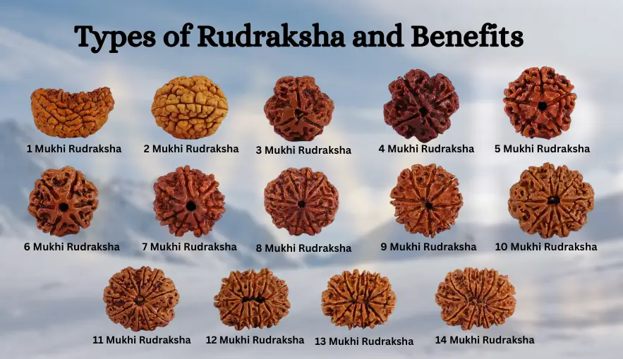 1 to 21 Mukhi Rudraksha Benefits