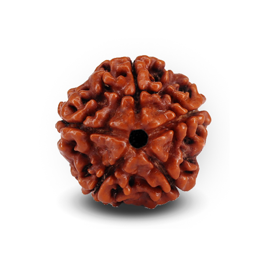 Rudraksha
