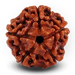 1-to-14-mukhi-rudraksha