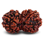 gauri-shankar-rudraksha