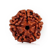 1 To 14 Mukhi Rudraksha 