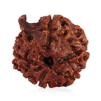 Ganesha Rudraksha