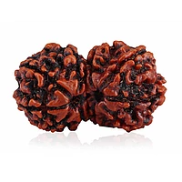 Gauri Shankar Rudraksha