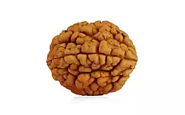 Natural 2 Mukhi Rudraksha