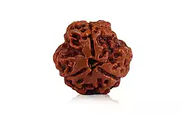 Natural 3 Mukhi Nepali Rudraksha