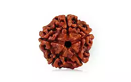 Natural 5 Mukhi Nepali Rudraksha