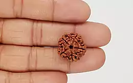 Natural 5 Mukhi Nepali Rudraksha