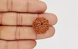 Natural 9 Mukhi Nepali Rudraksha