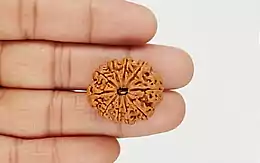 Natural 10 Mukhi Nepali Rudraksha