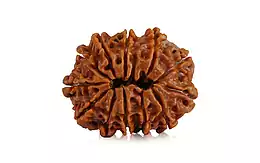 Natural 12 Mukhi Nepali Rudraksha