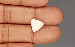 Italian White Coral - 4.3 Carat Limited Quality TWC-22020