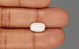  Italian White Coral - 3.49 Carat Prime Quality WC-7587